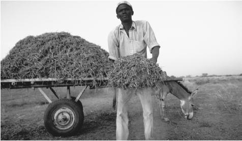A peanut harvester in Bissau. These nuts, along with cashews and palm nuts, are among Guinea-Bissau's chief exports.
