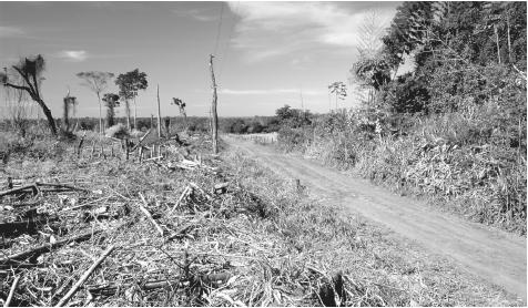 A forest cleared for farming in eastern Paraguay.