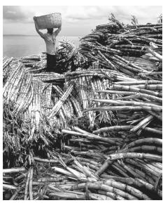 People harvesting sugar cane in Salvador. Northeast Brazil has the most African cultural influence, due to early plantation labor.